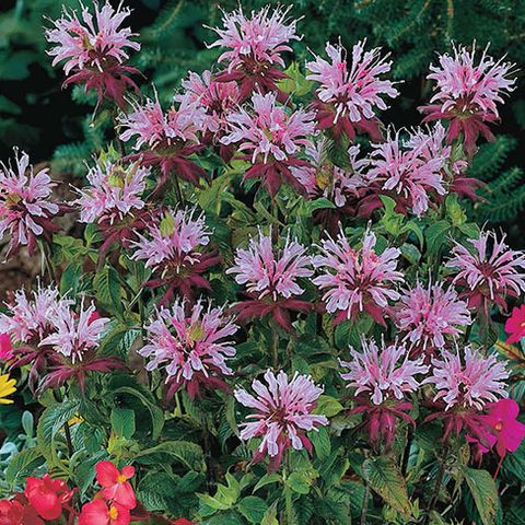 Monarda 'Beauty of Cobham' — Plant Wholesale FlorAccess