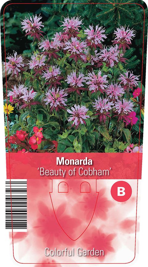 Monarda 'Beauty of Cobham'