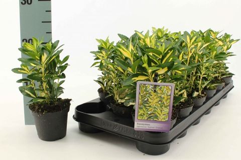 Euonymus japonicus 'Aureus'