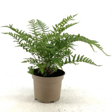 Dryopteris affinis