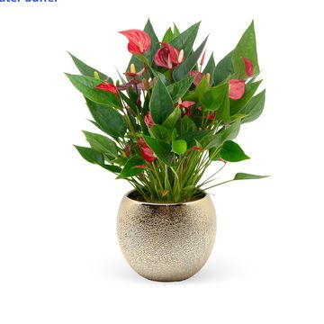 Anthurium MILLION FLOWERS RED