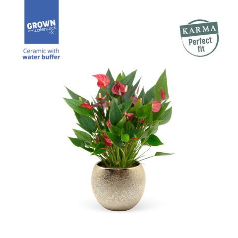 Anthurium MILLION FLOWERS RED