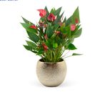 Anthurium MILLION FLOWERS RED