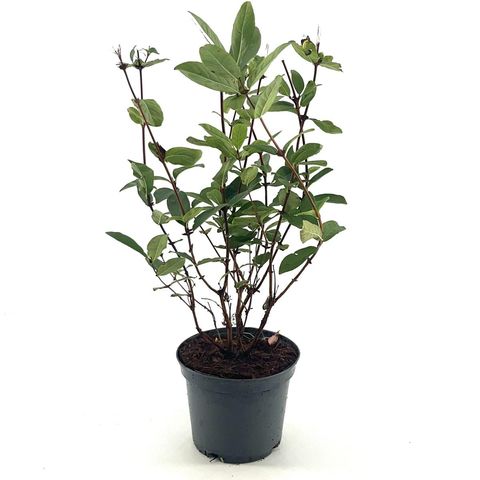 Lonicera caerulea kamtschatica