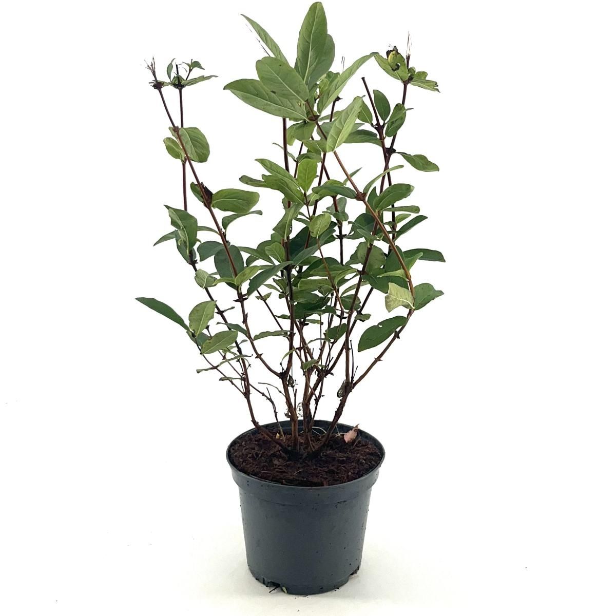 Lonicera caerulea kamtschatica  Plant Wholesale FlorAccess