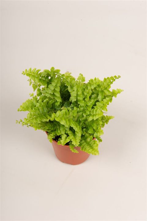 Nephrolepis exaltata 'Green Fantasy'