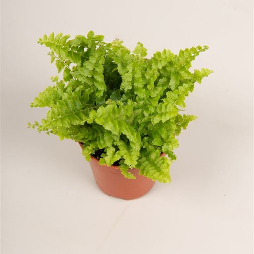 Nephrolepis exaltata 'Green Fantasy'