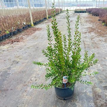 Callistemon viminalis HOT PINK