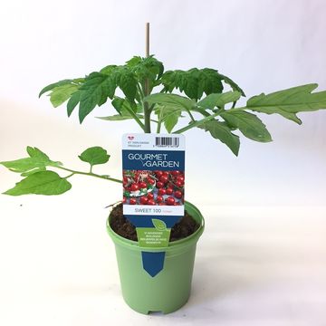 Solanum lycopersicum 'Sweet 100'