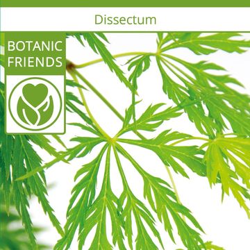 Acer palmatum 'Dissectum'