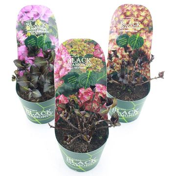 Hydrangea macrophylla BLACK DIAMONDS MIX