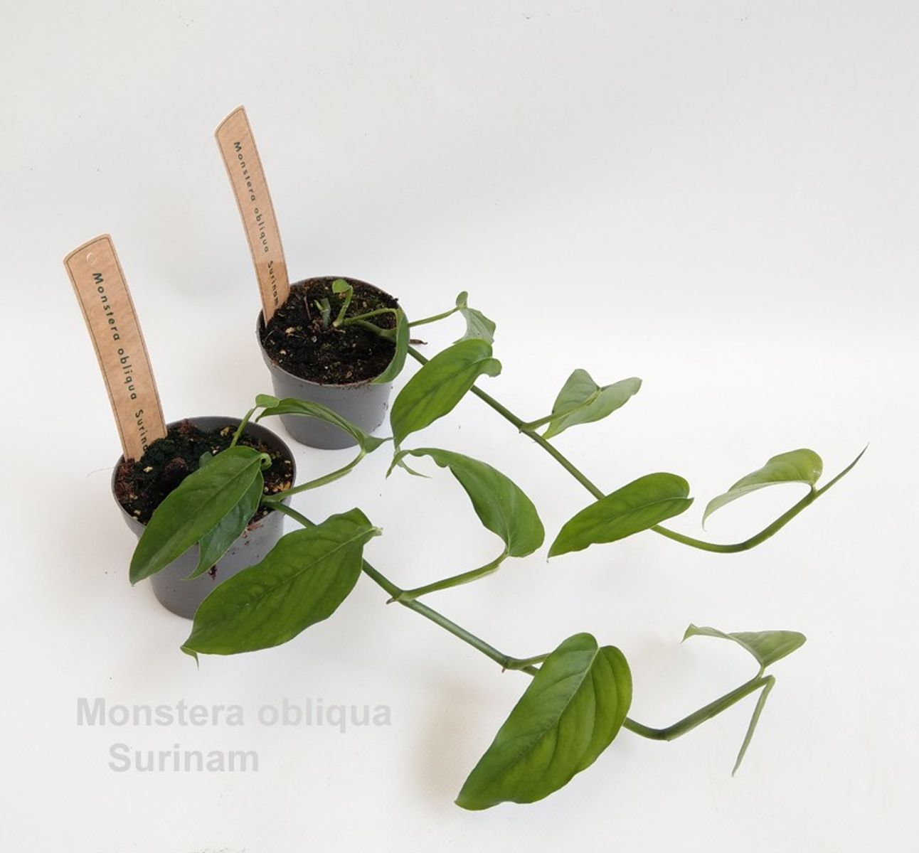 Monstera obliqua 'Suriname'  Plant Wholesale FlorAccess