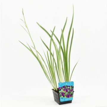 Iris ensata 'Variegata'