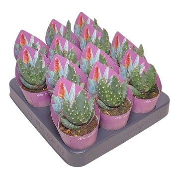 Aloe aculeata