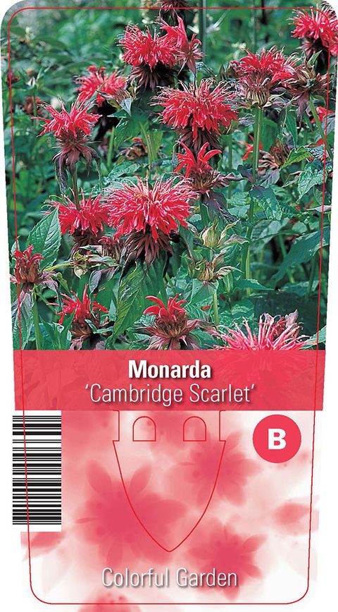 Monarda 'Cambridge Scarlet'