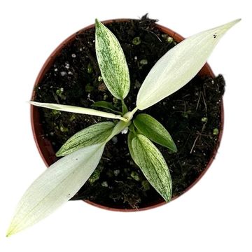 Philodendron FLORIDA GHOST