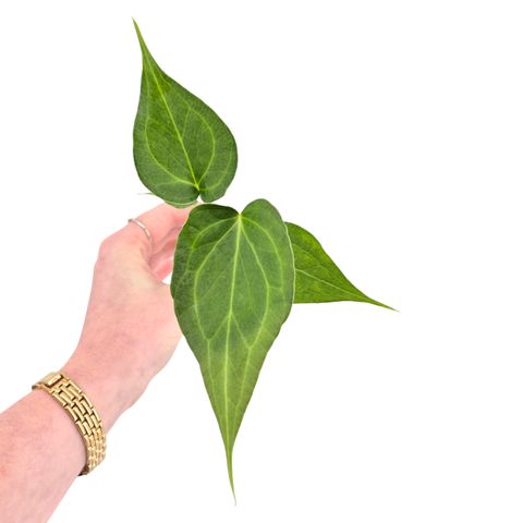 Anthurium 'Delta Force'