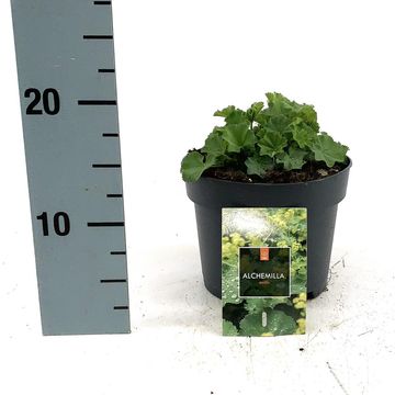 Alchemilla mollis