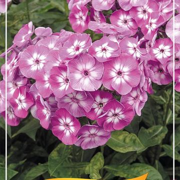 Phlox 'Uspech'