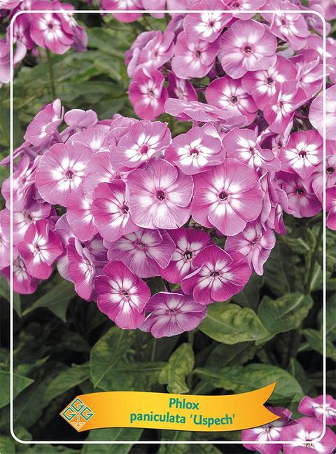 Phlox 'Uspech'