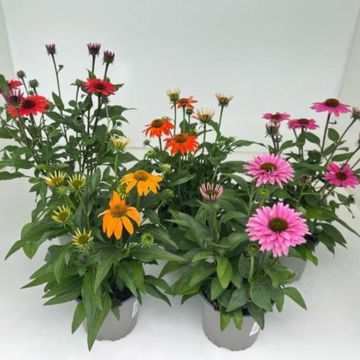 Echinacea purpurea MIX