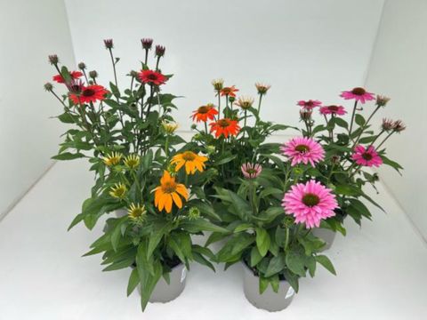 Echinacea purpurea MIX