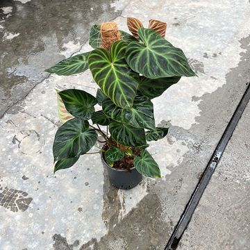 Філодендрон verrucosum