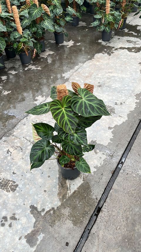 Філодендрон verrucosum