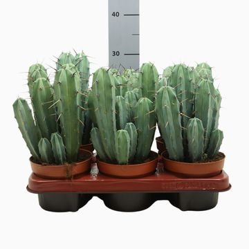 Myrtillocactus geometrizans