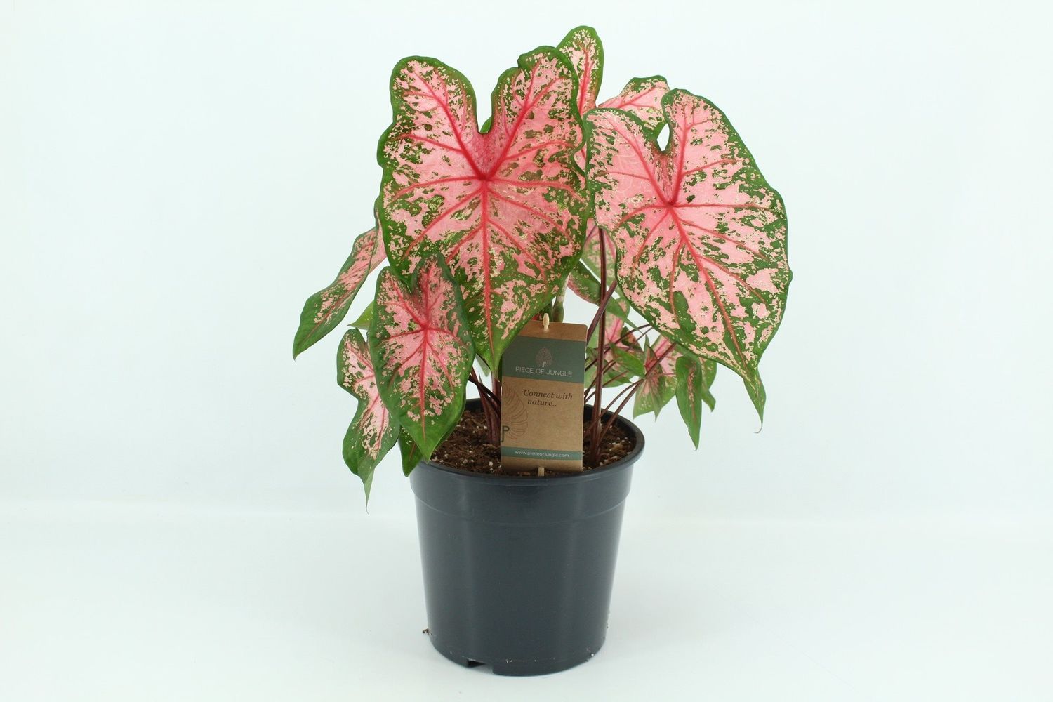Caladium ‘Cherry Blossom’ — Рослини оптом FlorAccess