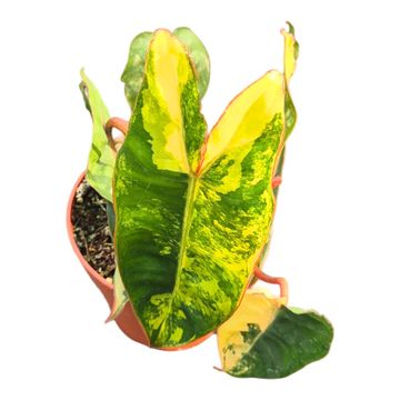 Philodendron billietiae 'Variegata'