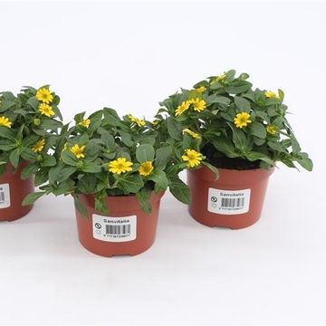 Sanvitalia procumbens