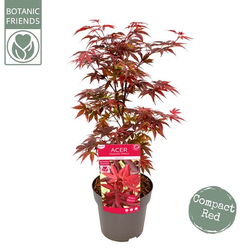 Acer palmatum 'Little Red'