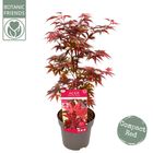 Acer palmatum 'Little Red'