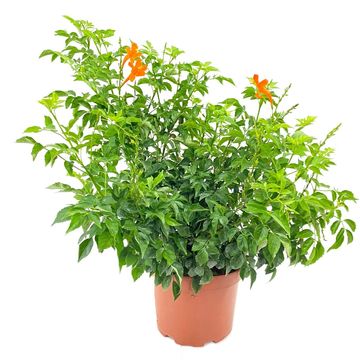 Tecomaria capensis