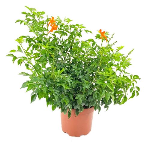 Tecomaria capensis