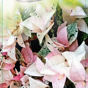 Trachelospermum jasminoides 'Chameleon'