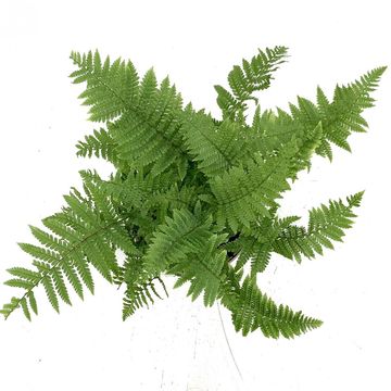 Dryopteris affinis 'Crispa'