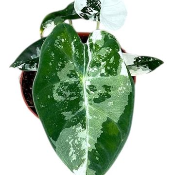 Alocasia micholitziana 'Frydek Variegata'