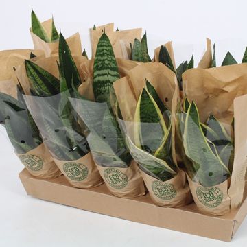 Sansevieria MIX