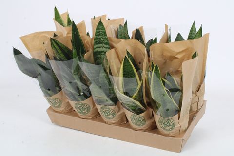 Sansevieria MIX