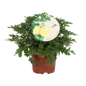 Pelargonium graveolens