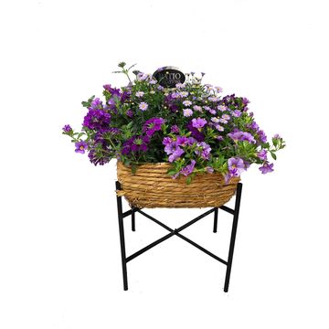 Plantes vivaces MIX IN POT