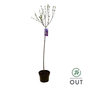 Syringa BLOOMERANG DARK PURPLE