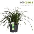 Carex morrowii 'Irish Green'