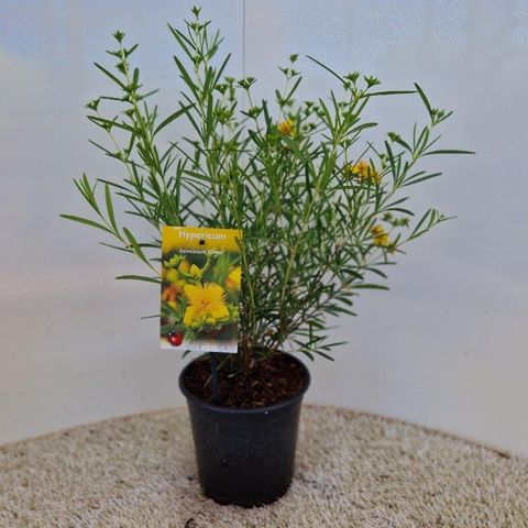 Hypericum kalmianum 'Gemo'