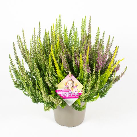 Calluna vulgaris BEAUTY LADIES MIX IN POT