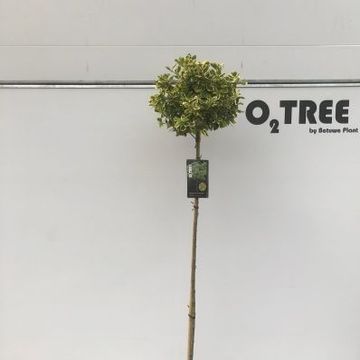 Euonymus fortunei 'Canadale Gold'