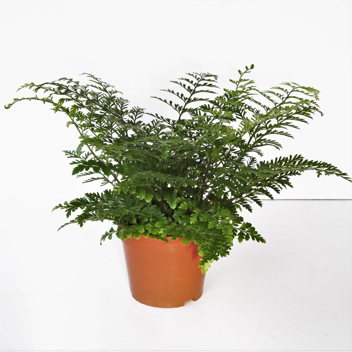 Asplenium Parvati (P14 cm H35 - 45 cm) – Plant Wholesale FlorAccess