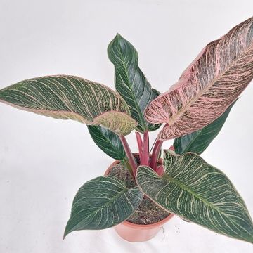 Filodendron PINK BIKINI